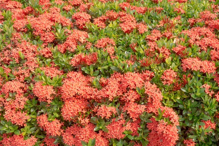 Ixoraの写真素材