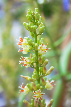 Dracaena loureiriの写真素材