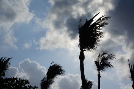 Wind blowing treeの写真素材