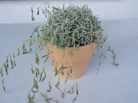 dying lavender plansの写真素材