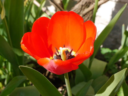 red tulip in springの写真素材