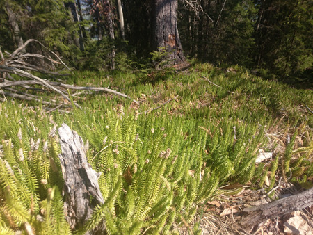 small pine tree saplingsの写真素材
