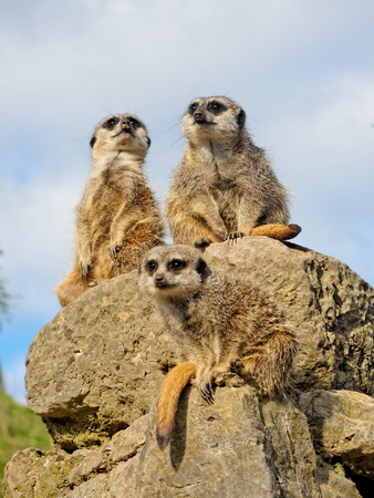 Three meerkats on guard on the stone.の写真素材
