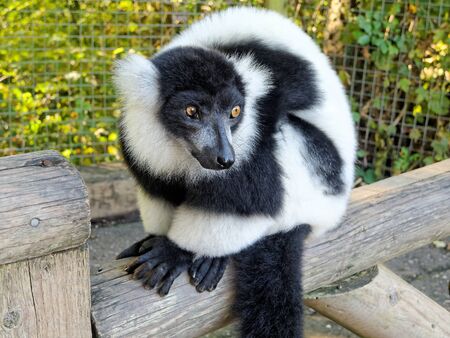 Lemur black and white ruffed.の写真素材