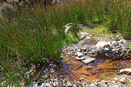 Source in the mountains of Snowdonia.の写真素材