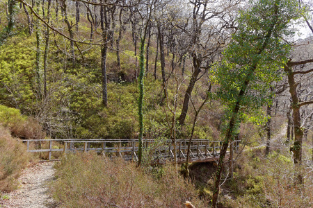 Wooden bridge on a tourist trail in the mountains of Snowdonia, Wales.の写真素材