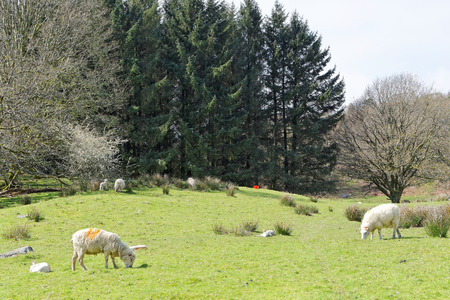 Sheep graze near the forest in the mountains of Snowdoniaの写真素材
