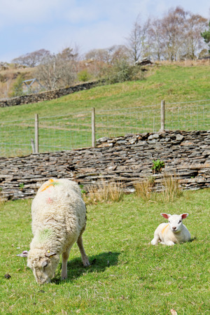 Sheep and young sheep graze in the mountains of Snowdonia, Walesの写真素材