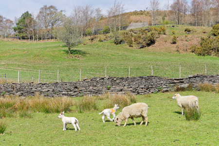 Sheep graze on the slopes of the Snowdonia Mountains, Walesの写真素材