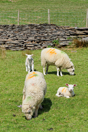 Sheep and young sheep graze in the mountains of Snowdonia, Walesの写真素材