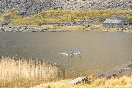 Wild geese take a flight to the lake in the mountains of Snowdonia National Park, Wales.の写真素材