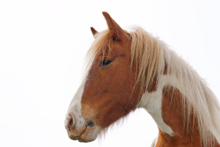 Close up of a horse's head in the pasture.の写真素材