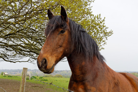 Close up of a horse's head in the pasture.の写真素材