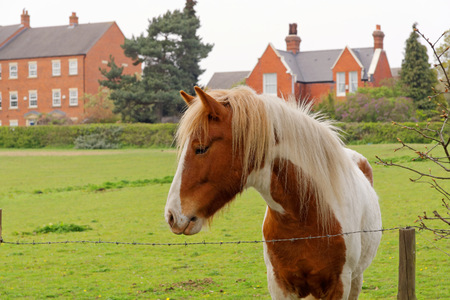 Close up of a horse's head in the pasture.の写真素材