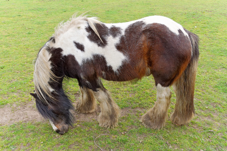 Horse in the pasture.の写真素材