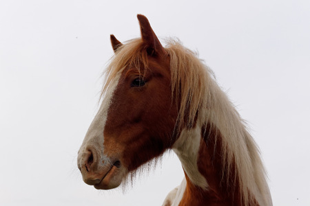 Close up of a horse's head in the pasture.の写真素材