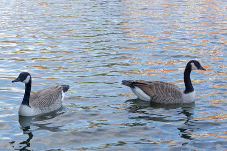 Two wild geese on the waters of a shipping canal.の写真素材