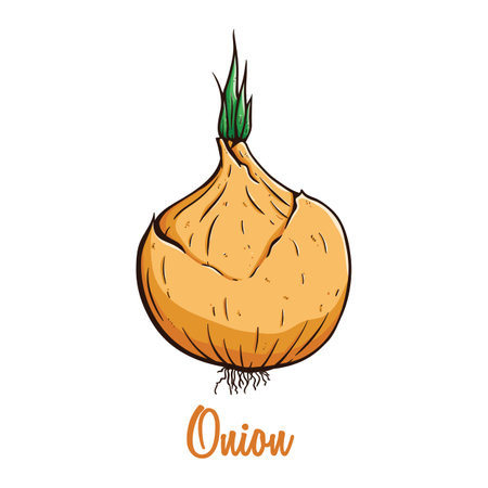 Onion. Isolated on a white background. Vector illustration.のイラスト素材
