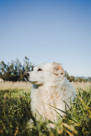 White dog laying on the grass. Pet concept. Wildlife