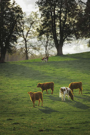 Herd of cows in a wide meadow at sunsetの写真素材