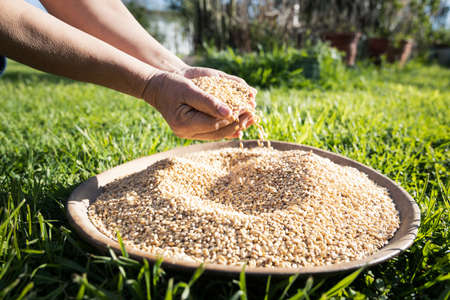 Latin woman holding a big bowl of wheat berryの写真素材