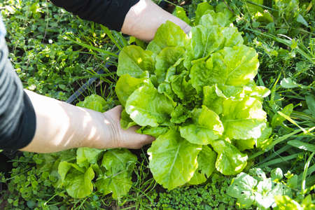 Latin woman holding a green lettuce