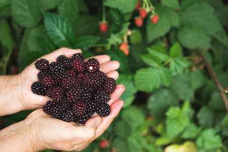 Womans hands holding black raspberries. Vegan. Copy space
