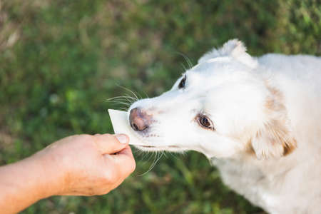 Senior dog being feed with a chip leather snack. Pet food concept.