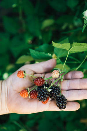 Womans hands holding wild black raspberries. Vegan. Copy space