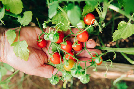 Unrecognizable woman holding a handful of natural organic cherry tomatoes from a greenhouseの写真素材