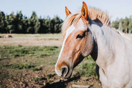 Close up of beautiful white and brown chilean horse in nature.の写真素材