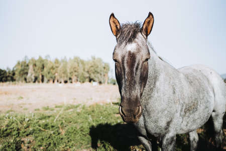 Close up of beautiful grey chilean horse in nature.の写真素材