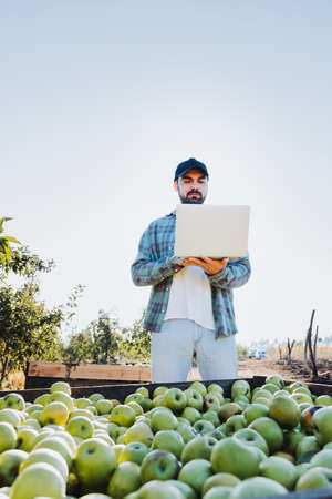 Young latin farmer man teleworking on his laptop beside an apple binの写真素材