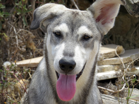 mongrel dog close upの写真素材