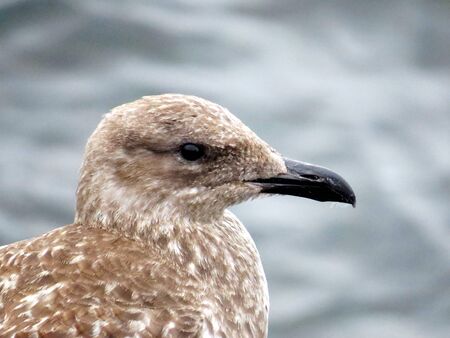 Young european herring gull close-upの写真素材