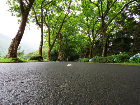 Wet road, Azores, Portugalの写真素材