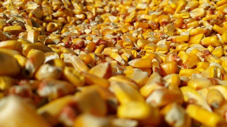 Corn dryingの素材