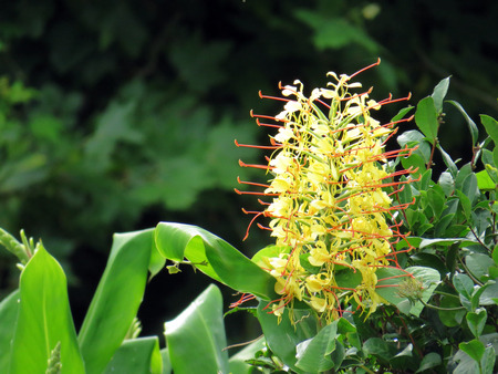 Hedychium gardnerianumの写真素材
