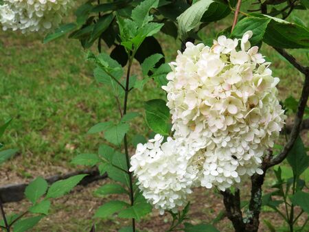 White hydrangea