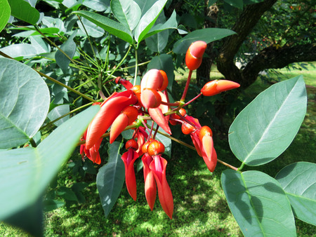 Erythrina crista-galliの写真素材