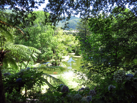 Garden view in the bushes