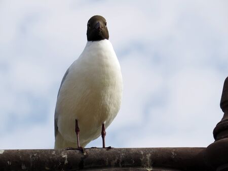 Little gull