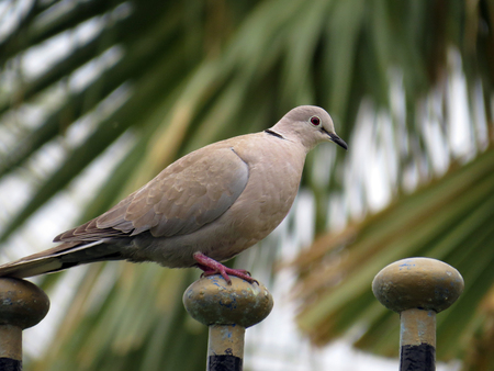 European turtledoveの写真素材