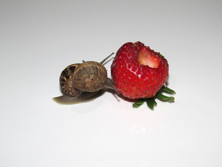 Big snails eating a strawberryの写真素材