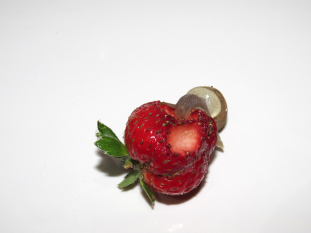 Big snail eating a strawberryの写真素材
