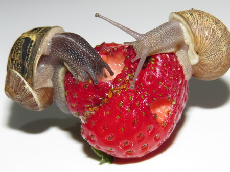 Big snails eating a strawberryの写真素材