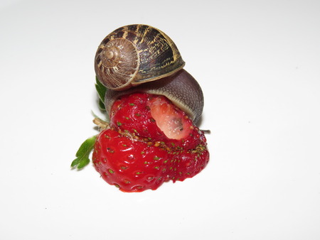Big snail eating a strawberryの写真素材