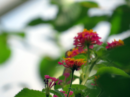 Lantana camara flowerの写真素材