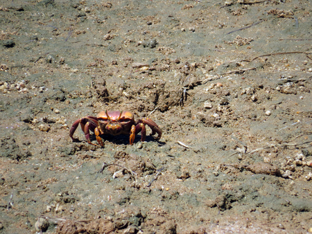 European Fiddler Crabの写真素材