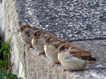 House sparrowsの写真素材